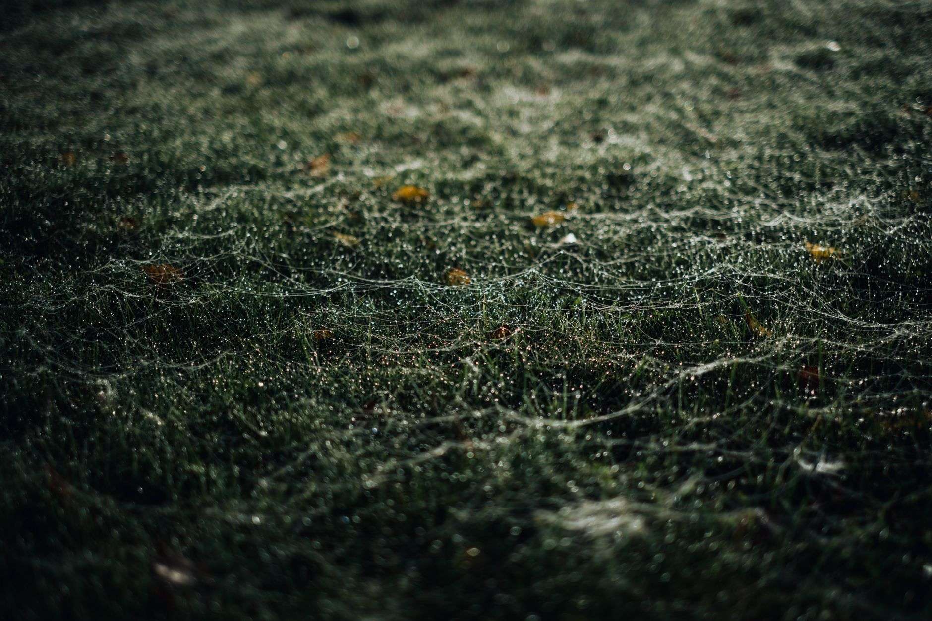 Close-up of dew-covered spider webs on grass, capturing morning light and natural beauty at dawn.