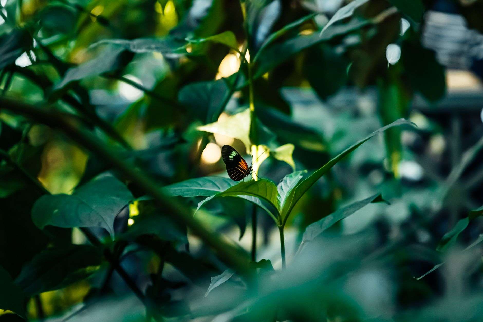 Vibrant butterfly perched on a green leaf amidst lush foliage in Grand Rapids, MI.